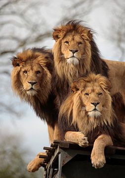 Lions sur Frank Smedts