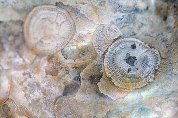 De binnenkant van een oester schelp met parelmoer van Lisette Rijkers
