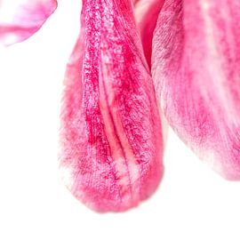 Tulp  van Paulien Varkevisser