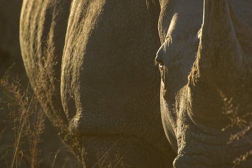 Backlit white rhino during sunrise