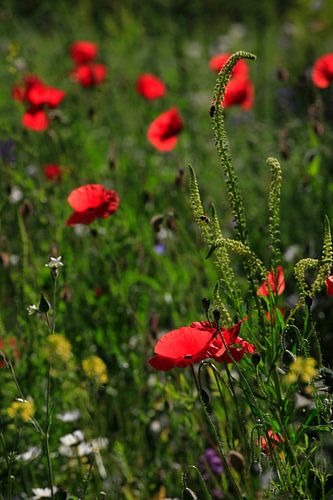 Poppy