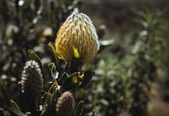 Protea | Reisfotografie | Kaapstad, Zuid-Afrika van Sanne Dost thumbnail