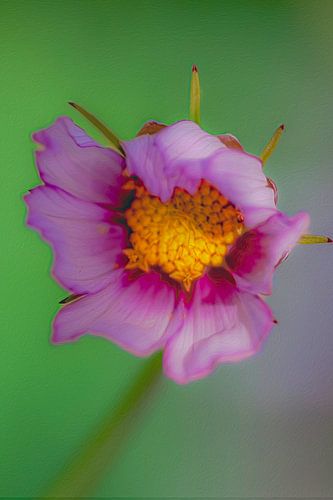 Sier Cosmos