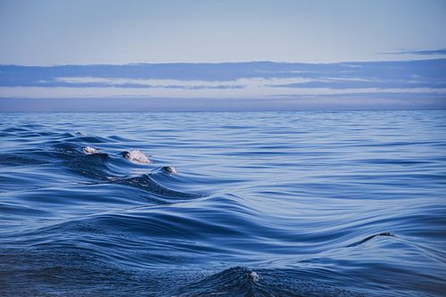 golven van Monique de Koning