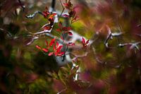 Nahaufnahme eines Strauches mit roten Blütenblättern Fotodruck