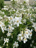 Fleurs blanches
