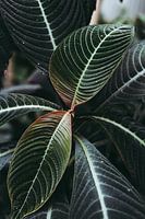Botanische Pflanze - Grün & Hauch von Rot
