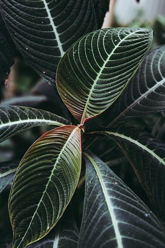 Botanical Plant - Green & Hint of Red