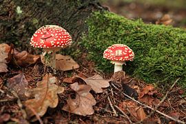 Amanite tue-mouches (Amanita muscaria), également appelée Amanite rouge Germany