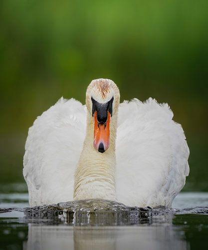 The Angry Swan