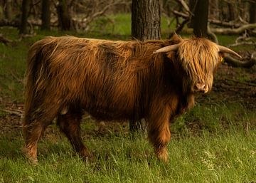 Schotse hooglander in Hollands landschap van Saskia Strack
