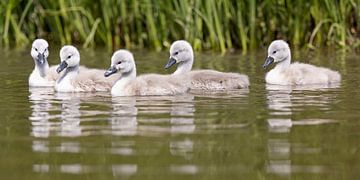 Cygne poussin