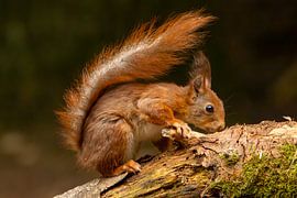 Red squirrel looking for something tasty by Tea Basch