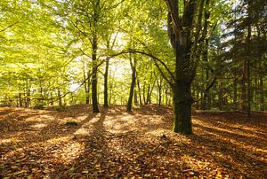 Herfst Nationaal Park Dwingelderveld (Nederland) van Marcel Kerdijk