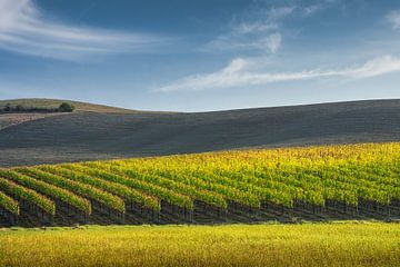 Toscaans herfstlandschap, Montalcino wijngaarden, Italië van Stefano Orazzini