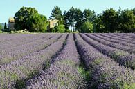 Huisje temidden van de lavendel van Antwan Janssen thumbnail