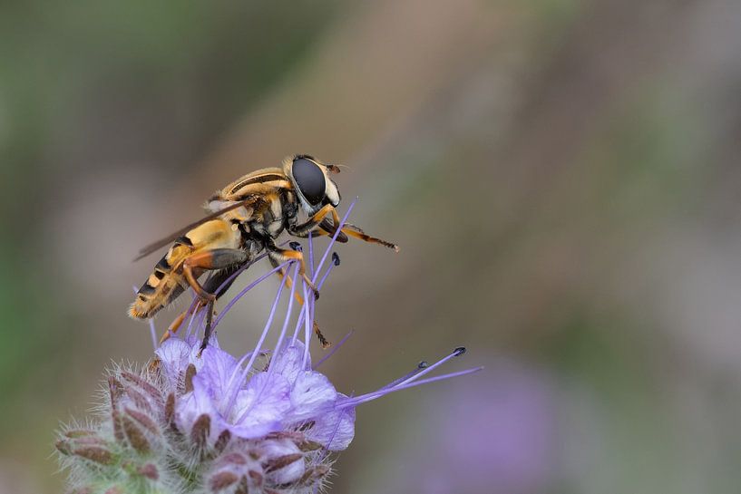 Common pendulum fly on flower by Petra Vastenburg