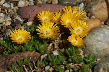 Middagbloemen van Karin Jähne