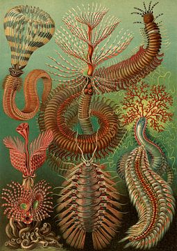 Ernst Haeckel, stekelige marine worm, chaetopoda or spined marine worms, Chaetopod, Borstenwarmer,