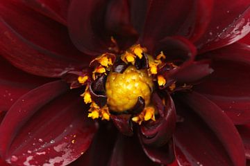 Yellow and red dahlia