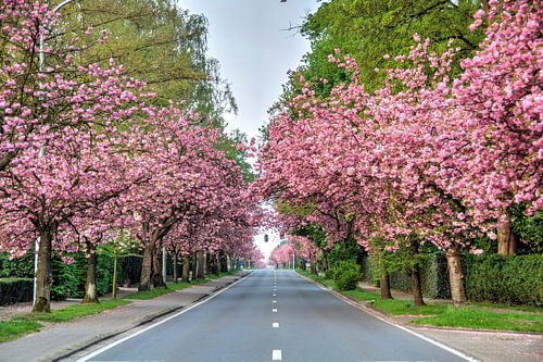 Edegem, Boniverlei in bloei.