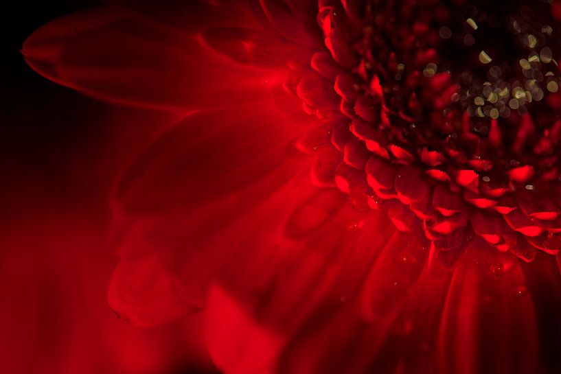 Beautiful red Gerbera Flower by Wilfried Roovers