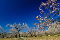 almond blossom by Peter Laarakker thumbnail