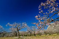 almond blossom