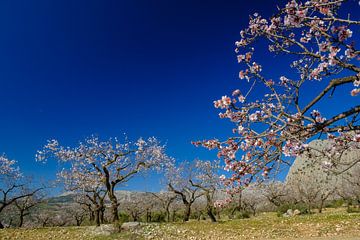 almond blossom by Peter Laarakker