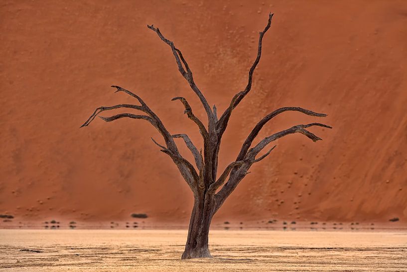 Dead Vlei, Namibia von Angelika Stern