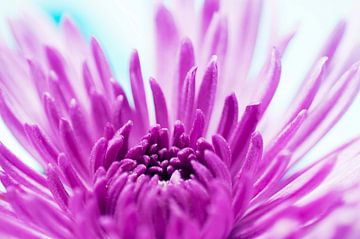 Violette Chrysantheme mit Farbakzent von Ivonne Fuhren-van de Kerkhof