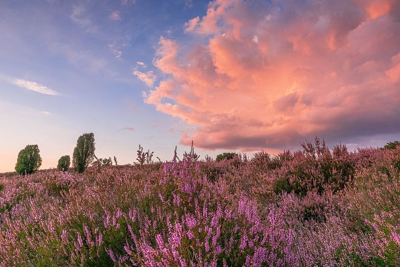 Heather Blossom van Dieter Rabenstein