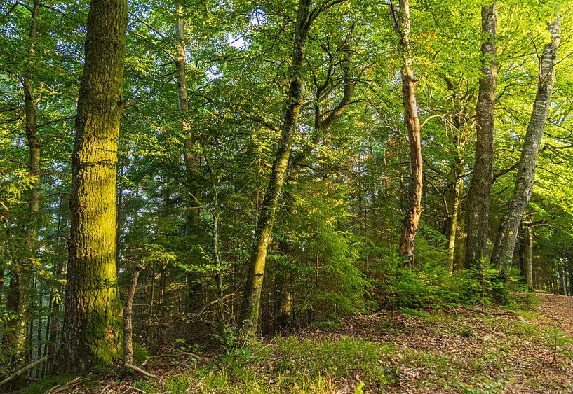Trees (Sletten Vikings Camp Grounds) - Ry (Denmark) by Marcel Kerdijk