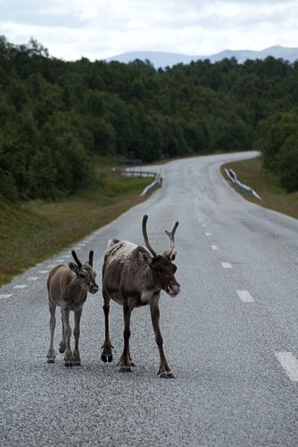 Reindeer in the wild by Tanja Huizinga Fotografie