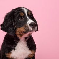Berner Sennenhund