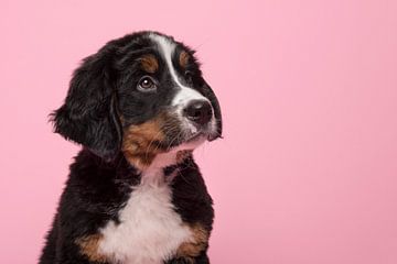 Bernese Senny Puppy Portrait by Elles Rijsdijk
