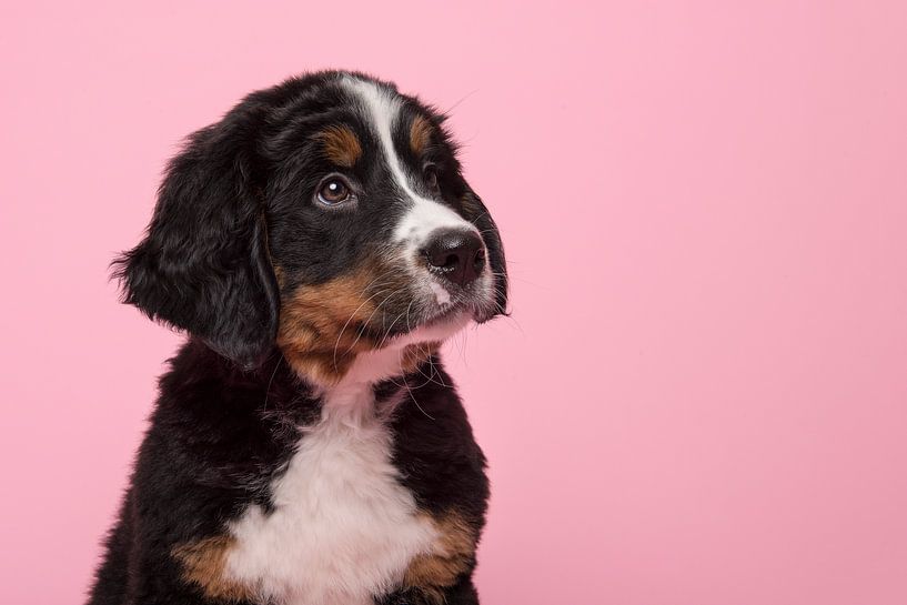 Portrait du chiot Senny bernois par Elles Rijsdijk
