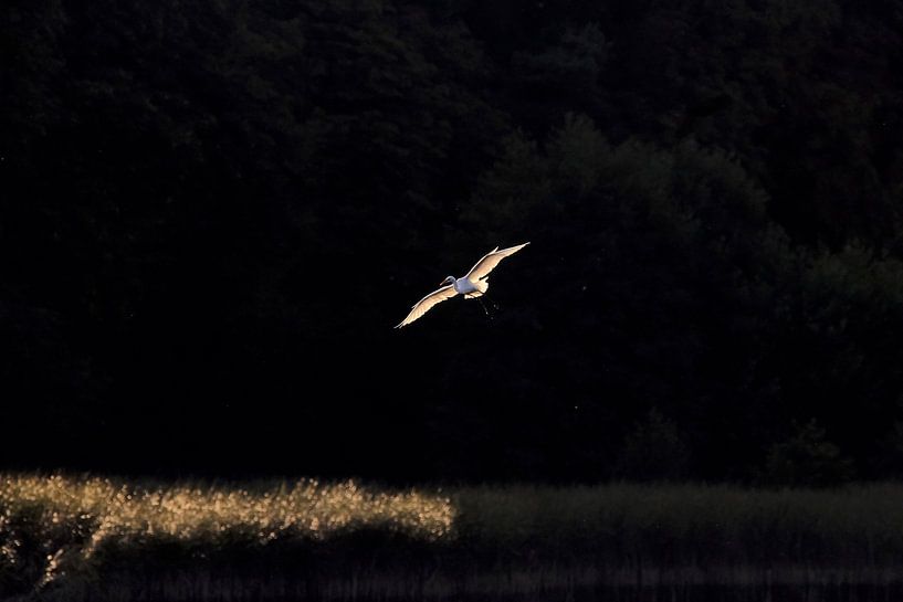 Belle aigrette dans la lumière du soir par Thomas Jäger
