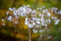 Uitgebloeide bloemen met pluis in de berm