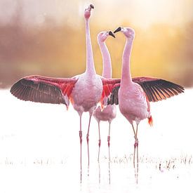 Look at me - Flamingos by Sabine Böke-Bergau