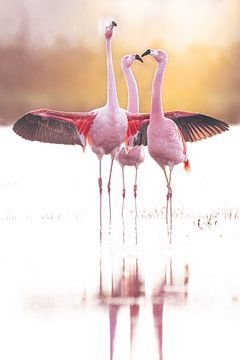 Look at me - Flamingos
