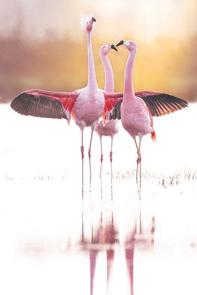 Look at me - Flamingos by Sabine Böke-Bergau