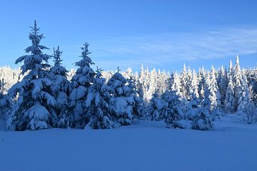 Une forêt enneigé sous un ciel bleu sur Claude Laprise