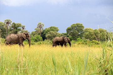 Afrikaanse olifanten in het wild. Wildlife natuur