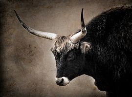 Rindfleisch mit Hörnern. von natascha verbij