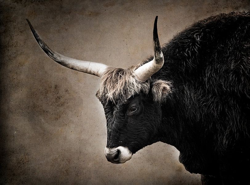 Beef with horns. by natascha verbij