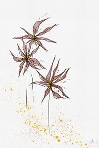 Unexpected Daisies