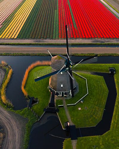 Dutch windmill with tulip fields | Aerial photograph