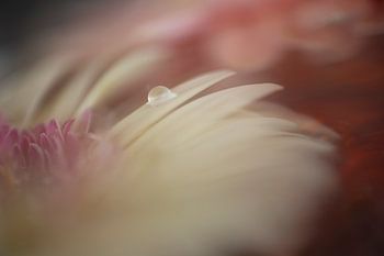 Blume & Wassertropfen