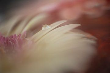 Blume & Wassertropfen von Perspective